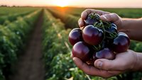 Farmer hands holding fresh ripe tomatoes at sunset in agricultural field. Organic farming harvest concept for healthy food production and sustainable agriculture.