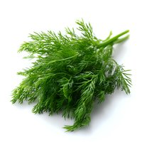 Fresh green dill bunch with feathery leaves isolated on white background, aromatic herb for cooking and garnishing dishes.