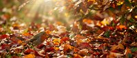 Colorful autumn leaves scattered on ground with warm sunlight filtering through trees creating golden bokeh effect for seasonal nature backgrounds.