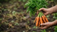 Fresh organic carrots with green tops held in farmer's hands in garden soil, harvesting vegetables for cooking and healthy eating.