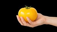 Caucasian hand holding a bright yellow tomato with green stem on transparent background, ready for t-shirt design, clipart, stickers, and print-on-demand products.