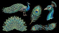 Peacock bird illustrations with ornate feathers and tail displays, isolated on transparent background, ready for t-shirt design, clipart, stickers, sublimation and print-on-demand projects.