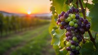 Colorful grape cluster hanging on vine during golden hour sunset in vineyard with warm light filtering through leaves creating agricultural harvest scene.