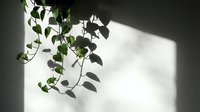 Hanging green plant with trailing vines casting shadows on white wall, natural sunlight creating botanical silhouettes, suitable for interior design and home decor projects.