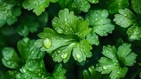 Fresh parsley leaves covered with morning dew drops in garden, macro shot showing detailed texture of wet green herbs growing naturally outdoors.