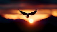 Majestic eagle soaring with outstretched wings against dramatic sunset sky over mountain silhouettes, symbolizing freedom and power in nature.