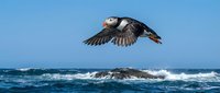Atlantic puffin in flight over ocean waves with colorful beak and distinctive black white plumage against clear blue sky for wildlife nature photography.
