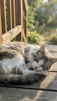 Adorable tabby kitten sleeping peacefully on wooden deck chair in warm sunlight with blurred garden background for pet and relaxation concepts.