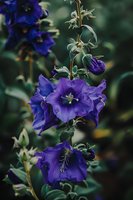 Vibrant purple delphinium flowers bloom against dark green foliage, showcasing delicate petals and stamens in moody garden lighting, suitable for nature and botanical designs.