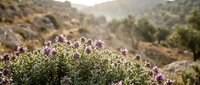Wild purple flowers blooming in Mediterranean hillside landscape with soft morning sunlight and blurred mountain background for nature photography.