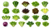 Assorted fresh leafy greens and lettuce varieties isolated on white background, including cabbage, romaine, butterhead, and mixed salad leaves for culinary and nutritional use.