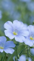 Delicate blue flax flowers with yellow centers and fine purple veins blooming in soft natural light with blurred green foliage background for spring garden designs.