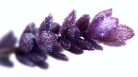 Fresh purple lavender flower head with morning dew drops on petals against white background, macro photography showing delicate floral details and water droplets.