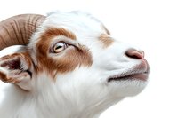 White and brown goat head close-up portrait on white background showing detailed facial features, eye, and fur texture. Isolated farm animal photo for agriculture designs.