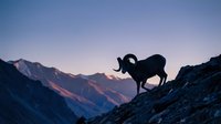 Mountain goat silhouette standing on rocky cliff during sunrise with dramatic alpine landscape and purple sky in background for outdoor adventure themes.