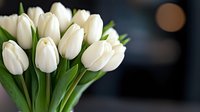 Fresh white tulips bouquet with green stems against dark background, soft bokeh lights create romantic mood. Elegant floral arrangement for spring celebrations.