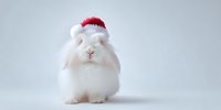 Fluffy white rabbit wearing small red Santa hat on light background, festive pet portrait for holiday season greeting cards and social media content.