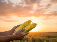 Farmer holding fresh corn cobs at sunset in agricultural field, showcasing harvest and farming success for agricultural marketing and food industry use.