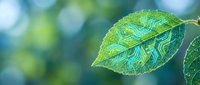 Fresh green leaf with detailed veins in soft natural light, showcasing organic texture and botanical beauty for eco-friendly and nature-themed designs.
