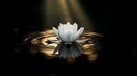 White lotus flower floating on dark water with golden ripples and dramatic sunlight rays creating peaceful zen meditation atmosphere.