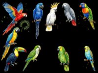 Colorful tropical birds collection isolated on transparent background, ready for t-shirt design, stickers, clipart, print on demand, and sublimation projects.