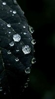 Crystal clear water droplets on dark green leaf surface with detailed texture and natural lighting for environmental and nature concepts.