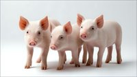 Three adorable pink piglets standing in a row on white background, isolated studio shot showing young domestic farm animals with curious expressions.