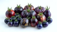 Fresh purple and black heirloom tomatoes with green stems isolated on white background for healthy cooking and organic farming concepts.
