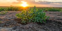 Young soybean plants growing in agricultural field at sunset, with golden sun rays illuminating green leaves against dark fertile soil and dramatic sky.