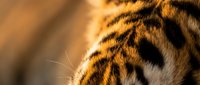 Close-up macro shot of tiger fur showing distinctive orange and black striped pattern with fine whiskers visible in warm golden lighting.