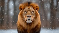 Majestic male lion with thick golden mane portrait in winter setting with falling snow, close up view against blurred forest background. Wildlife and nature concept.