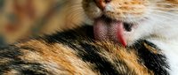 Young tabby kitten with orange and black striped fur nuzzling against mother cat's head in tender moment, showing affection and bonding between feline family members.