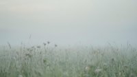 Misty morning meadow with dewdrops on wild grass and flowers creating dreamy atmospheric landscape for nature backgrounds and peaceful designs.