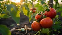 Fresh ripe red tomatoes growing on vine in organic garden with warm sunlight, healthy homegrown vegetables ready for harvest in sustainable agriculture setting.