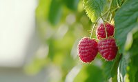 Fresh ripe red raspberries growing on branch with green leaves against blurred natural background. Organic berry farming and summer harvest concept.