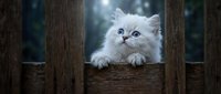 Fluffy white kitten with blue eyes peering over wooden fence, curious and playful expression, outdoor portrait for pet and animal content.