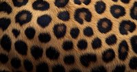 Close up of natural leopard fur pattern showing distinctive dark rosettes on golden brown background, highlighting wild animal texture and markings.