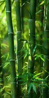 Fresh green bamboo stalks with young leaves in natural sunlight creating peaceful zen atmosphere, suitable for wellness and spa marketing materials.
