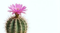 Blooming pink cactus flower on spiny green succulent plant isolated on white background for botanical design and home decor projects.