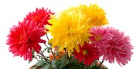 Vibrant chrysanthemum flowers in red, yellow, and pink colors arranged in a pot, showcasing their full blooms and lush green foliage.
