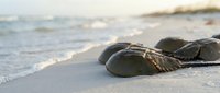 Seaweed wrapped around smooth stones on sandy beach shore with gentle ocean waves and soft natural lighting creating peaceful coastal atmosphere.