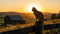 Cat silhouette sitting on wooden fence post at golden hour sunset in rural countryside with barn and rolling hills creating peaceful farm scene.