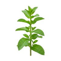 Fresh mint herb plant with green leaves isolated on white background, suitable for culinary, wellness and botanical design projects.