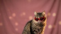 Adorable tabby kitten wearing red bow tie against soft pink bokeh background for pet photography and holiday greeting cards.