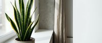 Snake plant in terracotta pot on windowsill with natural light creating modern minimalist home decor atmosphere for interior design projects.