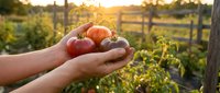 Hands holding fresh ripe tomatoes in garden during golden hour sunset. Organic farming, harvest time, healthy eating, homegrown vegetables concept.