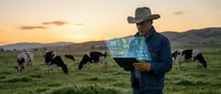 Rancher using digital tablet technology to monitor cattle herd at sunset on pastoral farmland for modern agricultural management and livestock tracking.
