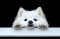 Adorable white Pomeranian dog peeking over edge with paws visible against black background, creating charming pet portrait for animal lovers.