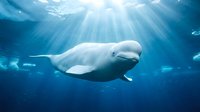 Majestic beluga whale swimming gracefully in deep blue ocean waters with dramatic sunlight rays penetrating from surface above creating ethereal underwater scene.