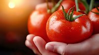 Fresh ripe red tomato in cupped hands with water droplets, warm sunlight creating golden glow. Organic farming, healthy eating, harvest concept for cooking and nutrition.
